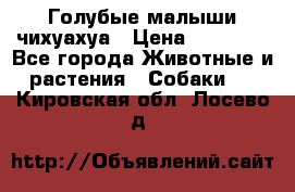 Голубые малыши чихуахуа › Цена ­ 25 000 - Все города Животные и растения » Собаки   . Кировская обл.,Лосево д.